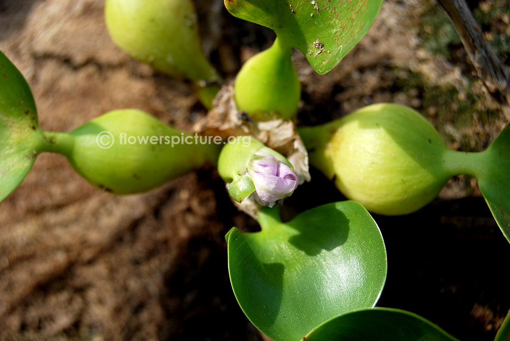 Eichhornia crassipes flower bud