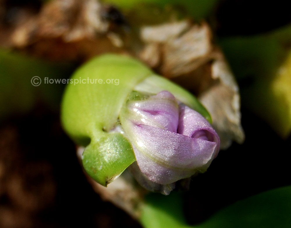 Eichhornia crassipes flower buds closeup view