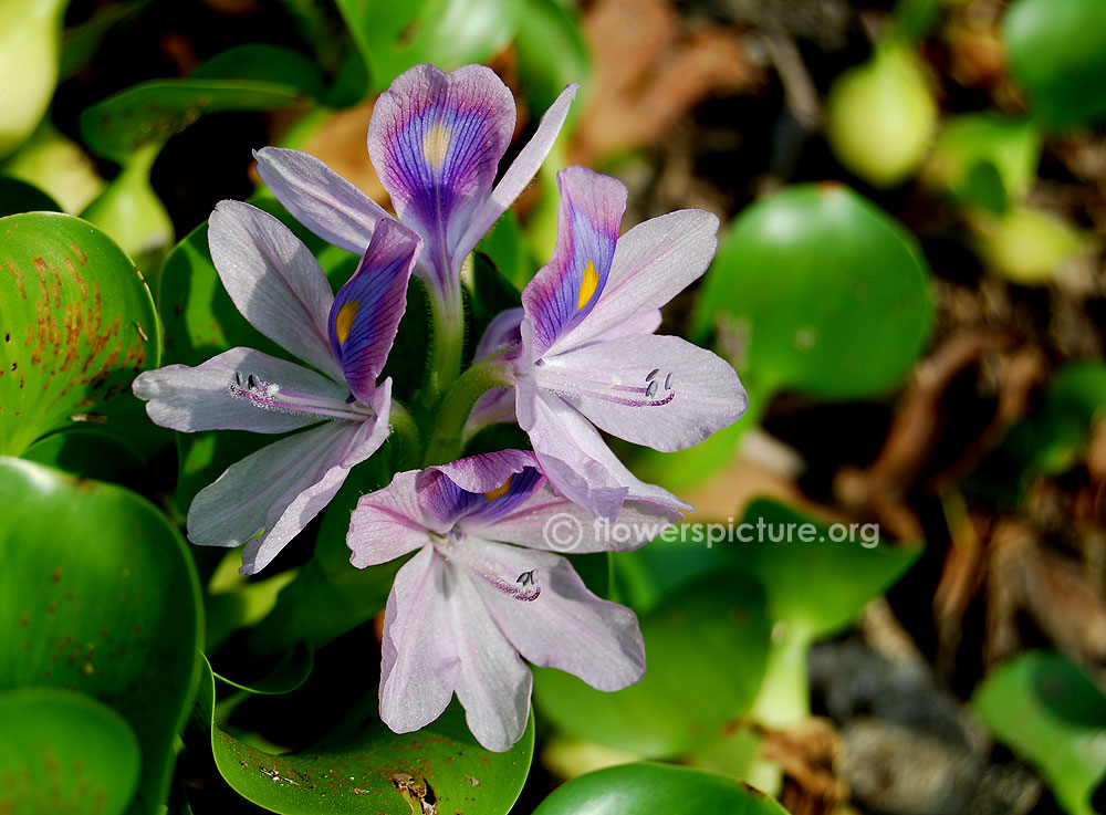 Eichhornia crassipes flowers-Close up view