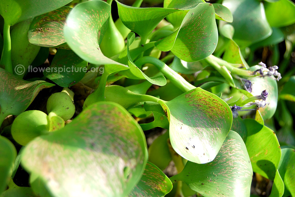 Eichhornia crassipes lamina, seed capsules