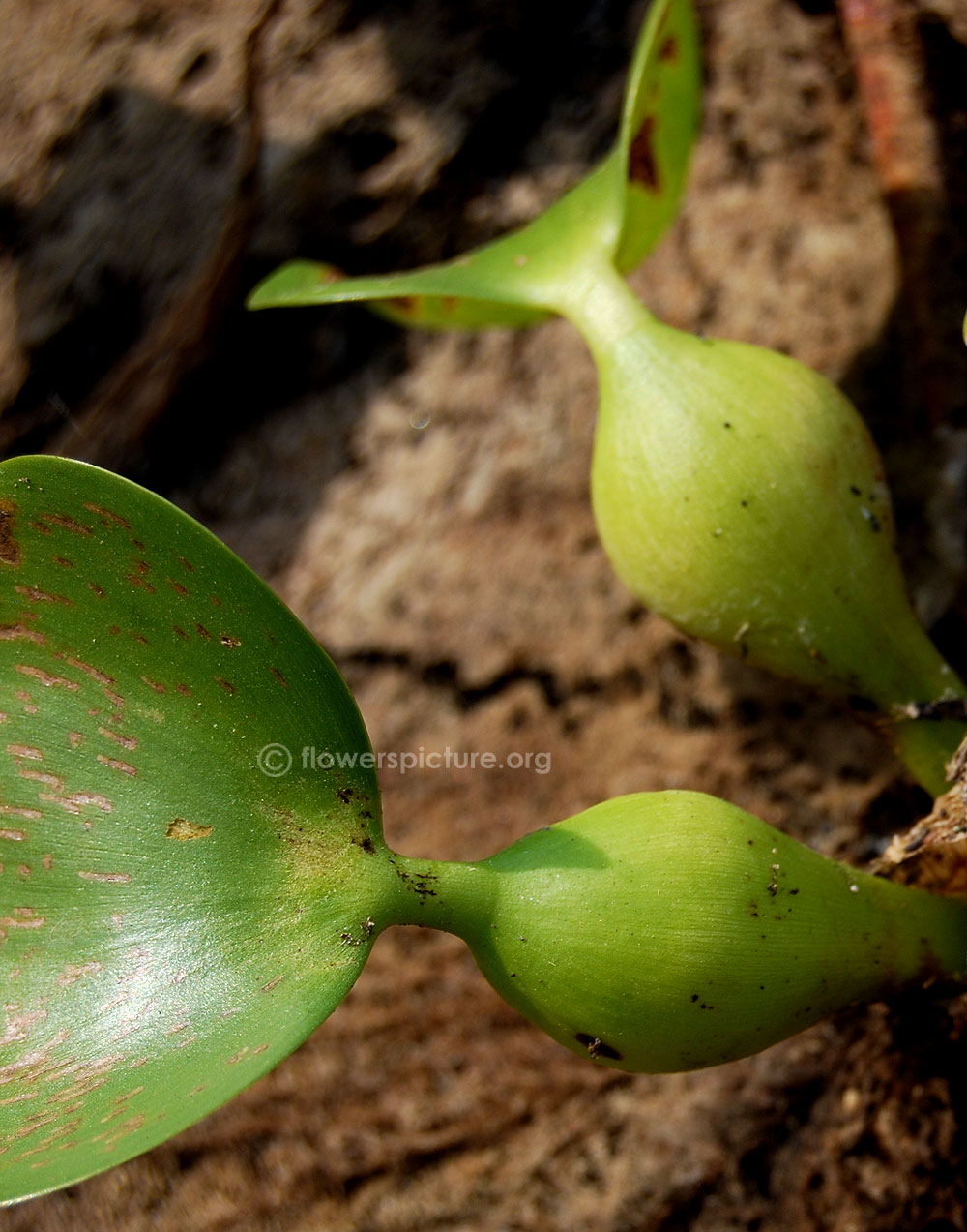 Eichhornia crassipes petiole