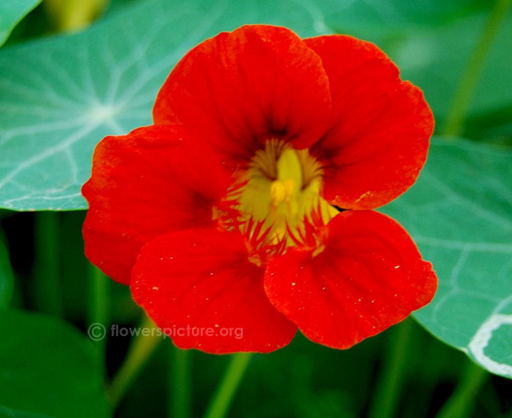 Empress of india nasturtium