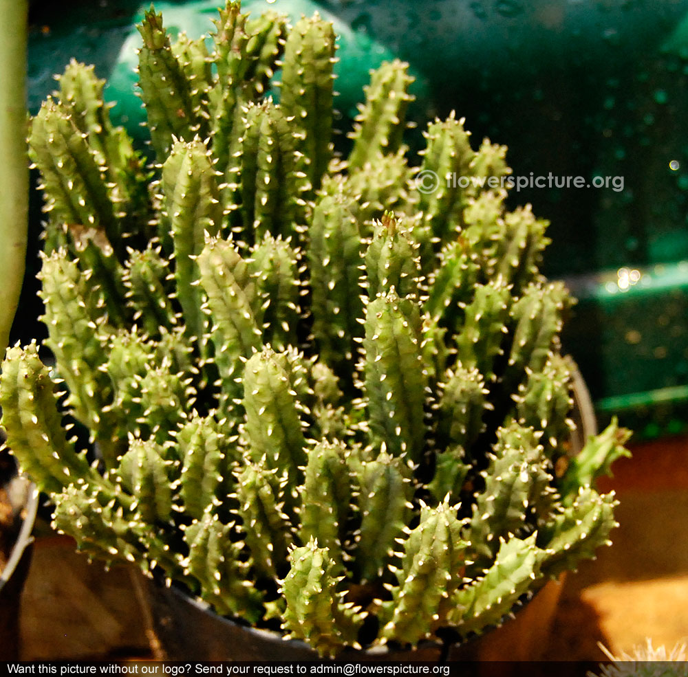 Euphorbia Royleana Pictures 100