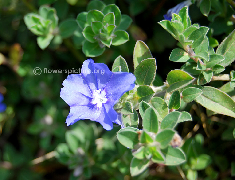 Evolvulus glomeratus blue daze single bloom