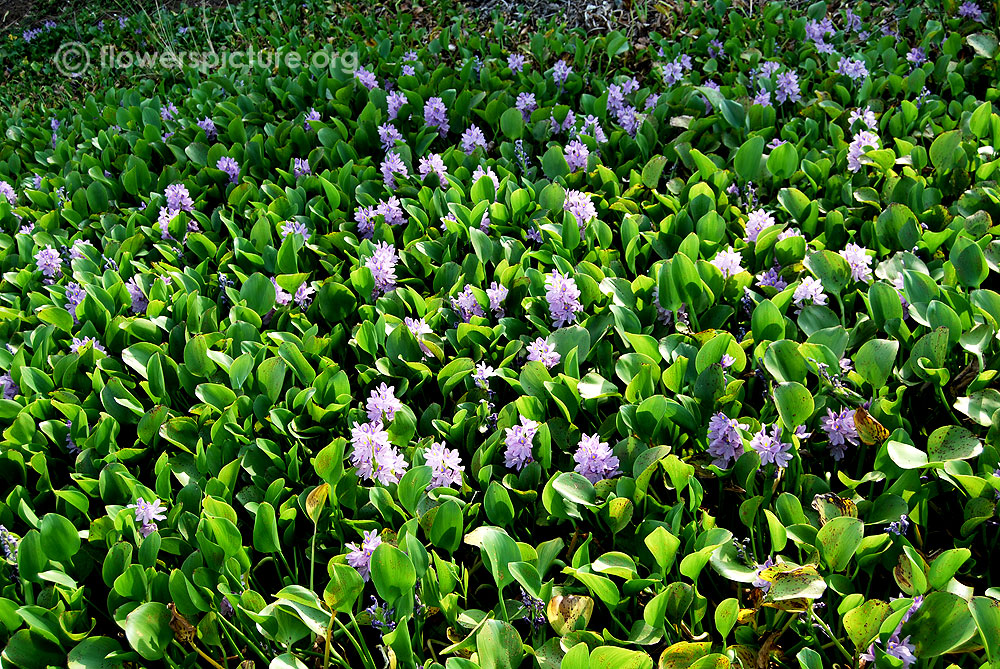 Pond covered with eichhornia crassipes