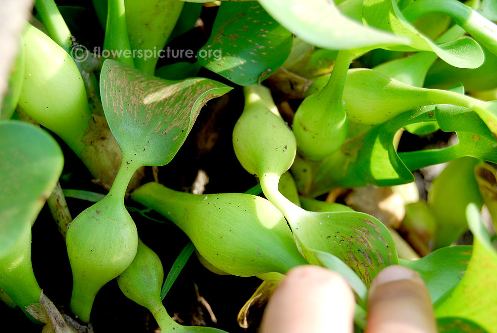 Water hyacinth petiole, leaves