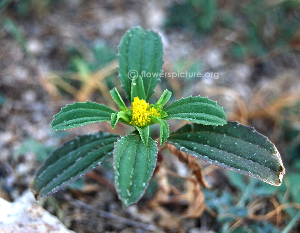 Alkali yellowtops-Small plant with flowers