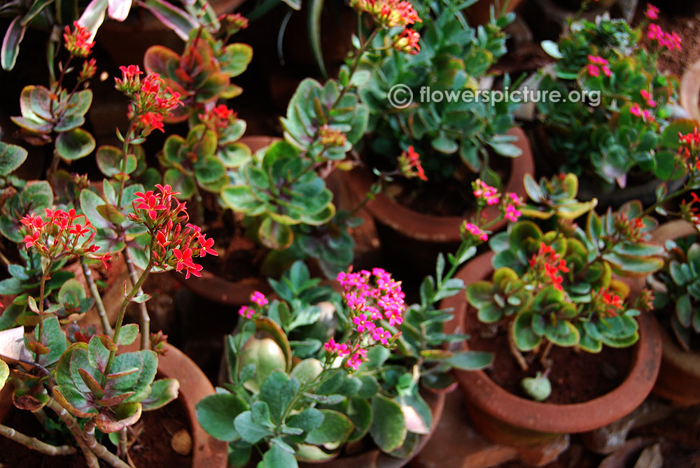 Christmas kalanchoe two variety plants with pots