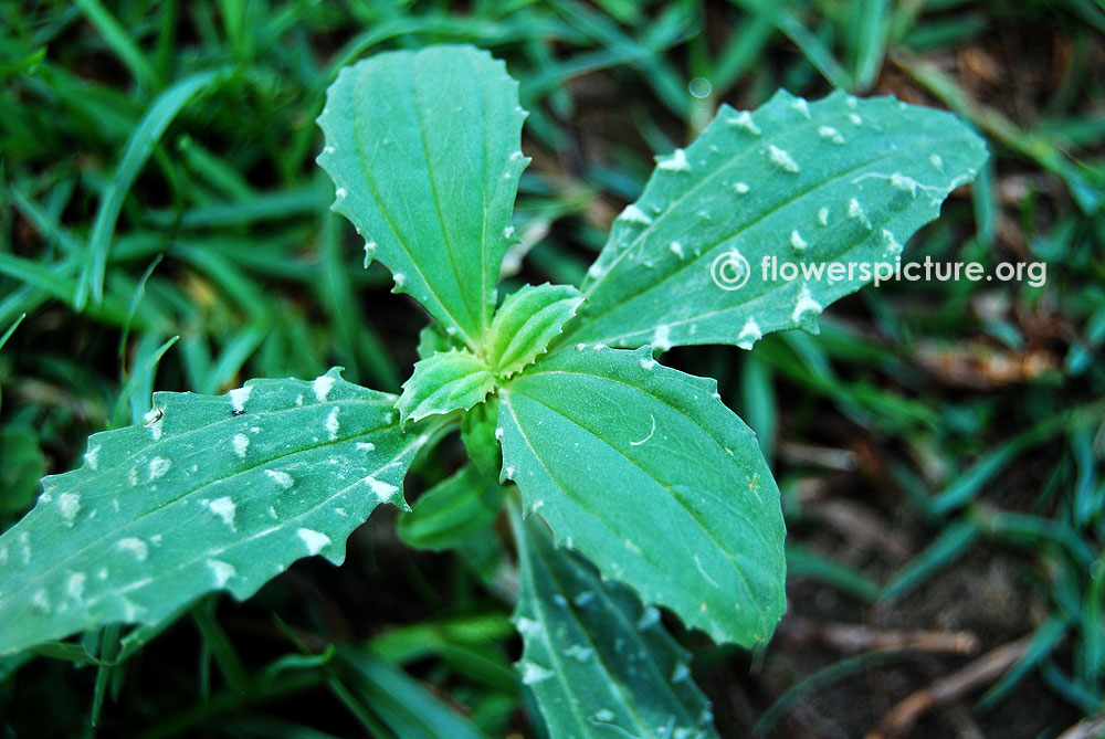 Flaveria campestris-Small plant