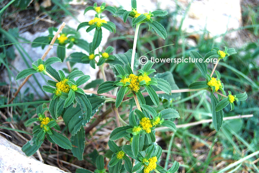 Flaveria campestris-Tiny yellow ray flowers