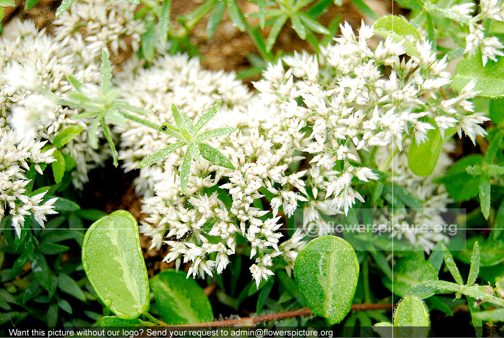 galium asperifolium