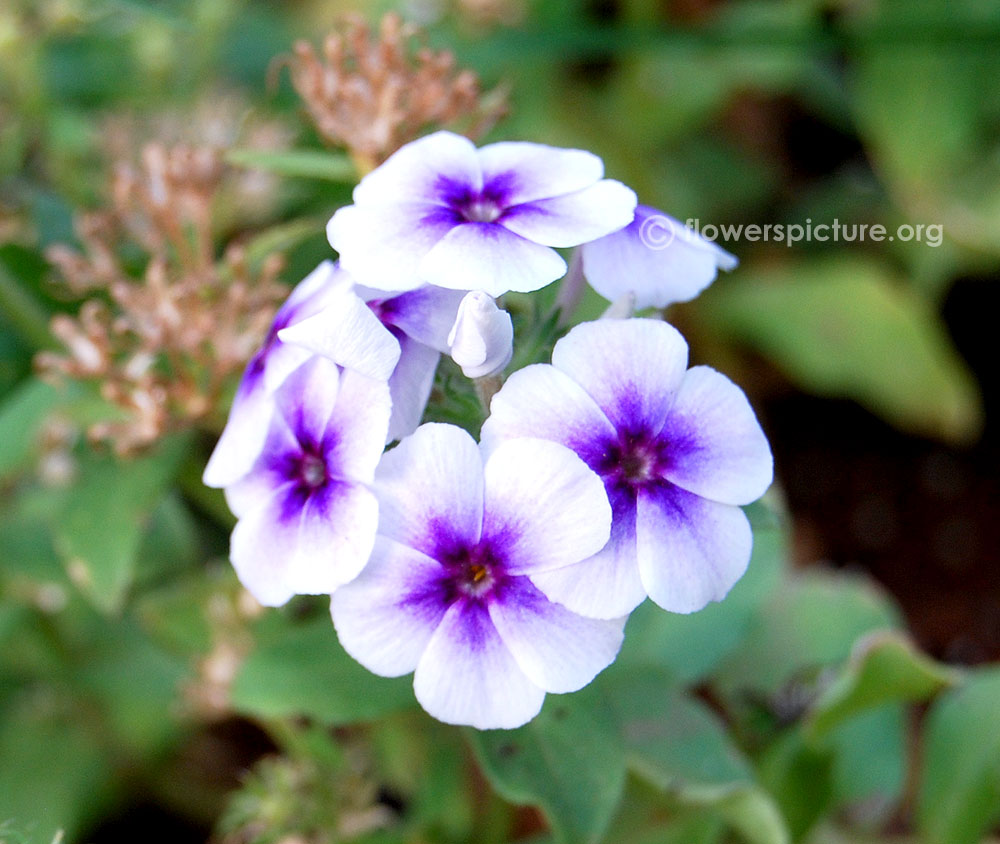 Garden phlox white with blue