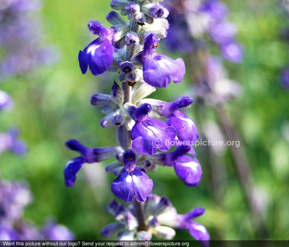 garden-sage