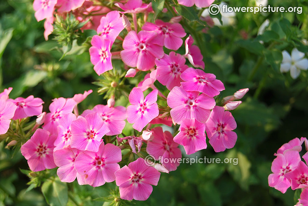 Garden Phlox Pink