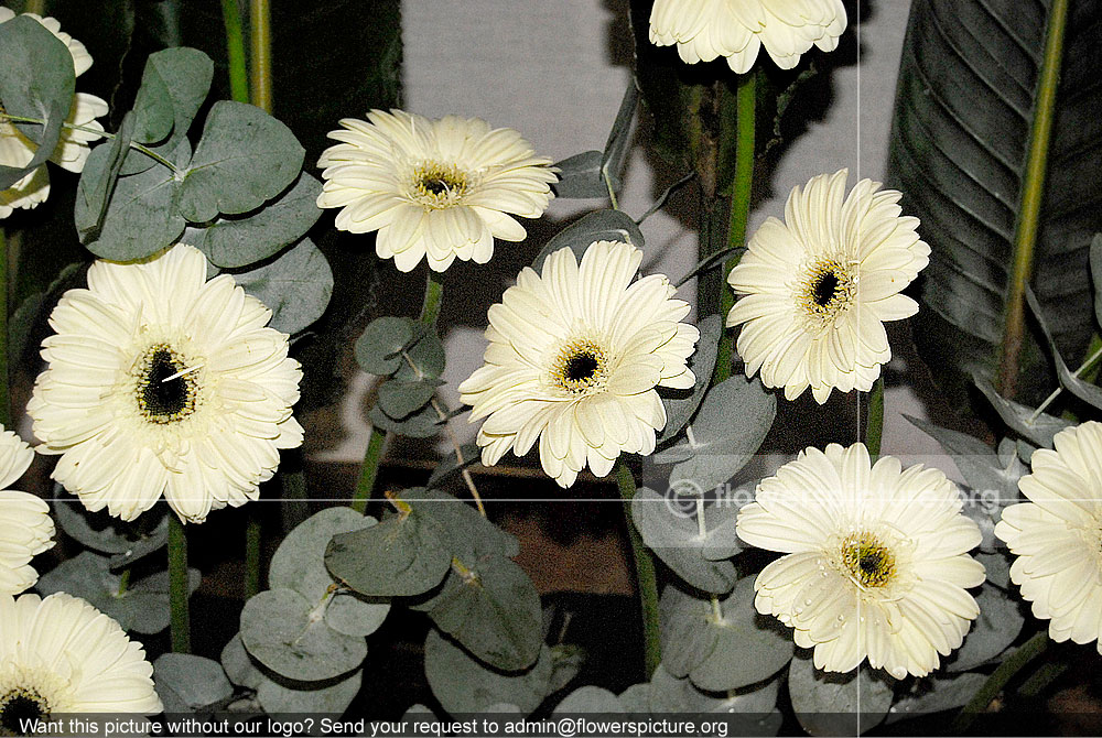 White Gerbera daisy in Chennai Flower show 2009