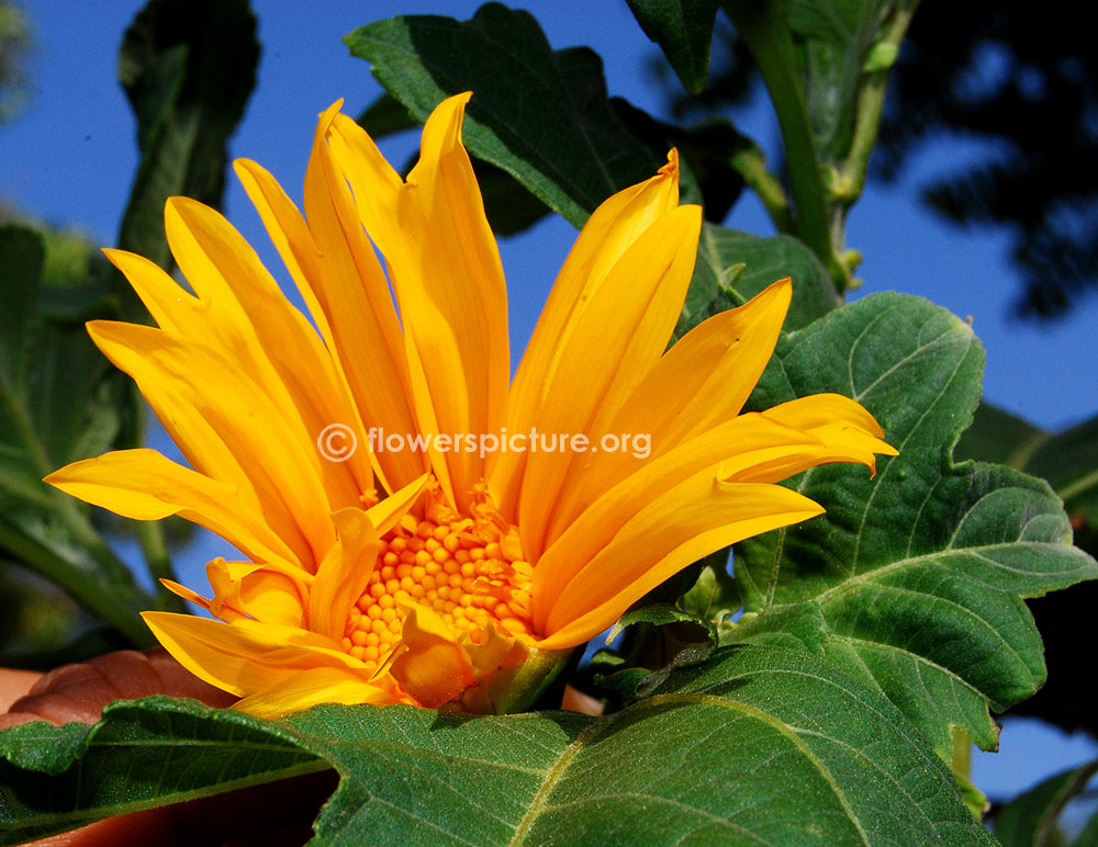 Giant mexican sunflower blooming