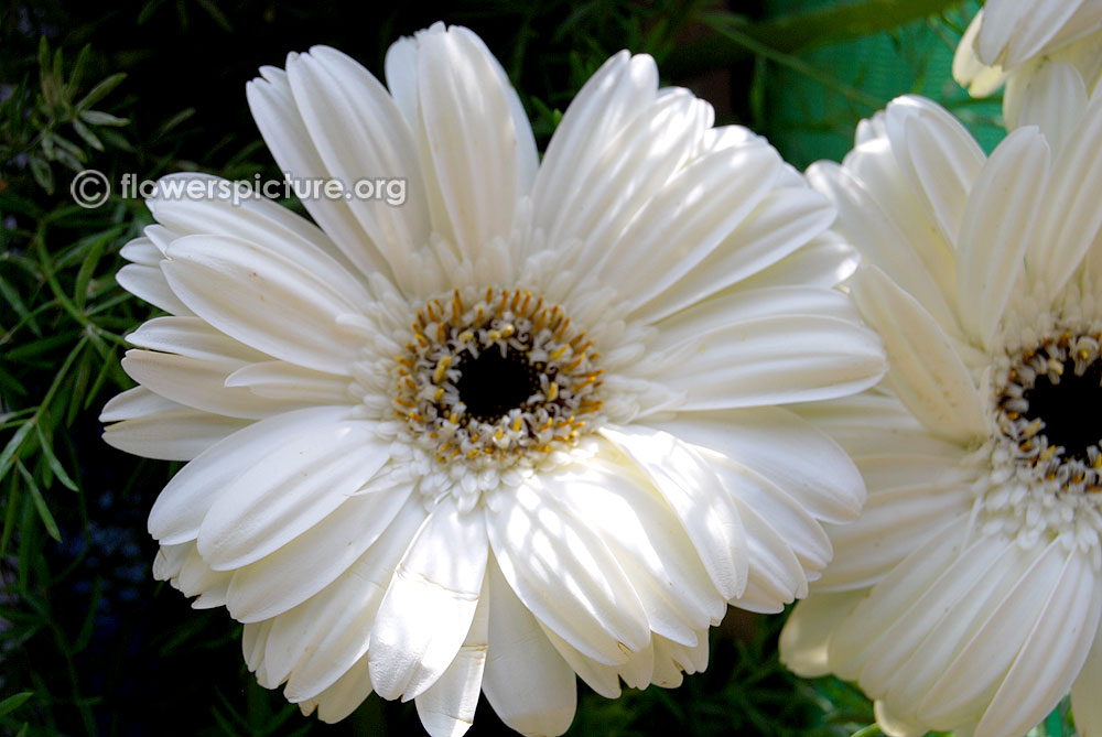 White Gerbera daisy in Ooty flower show 2014