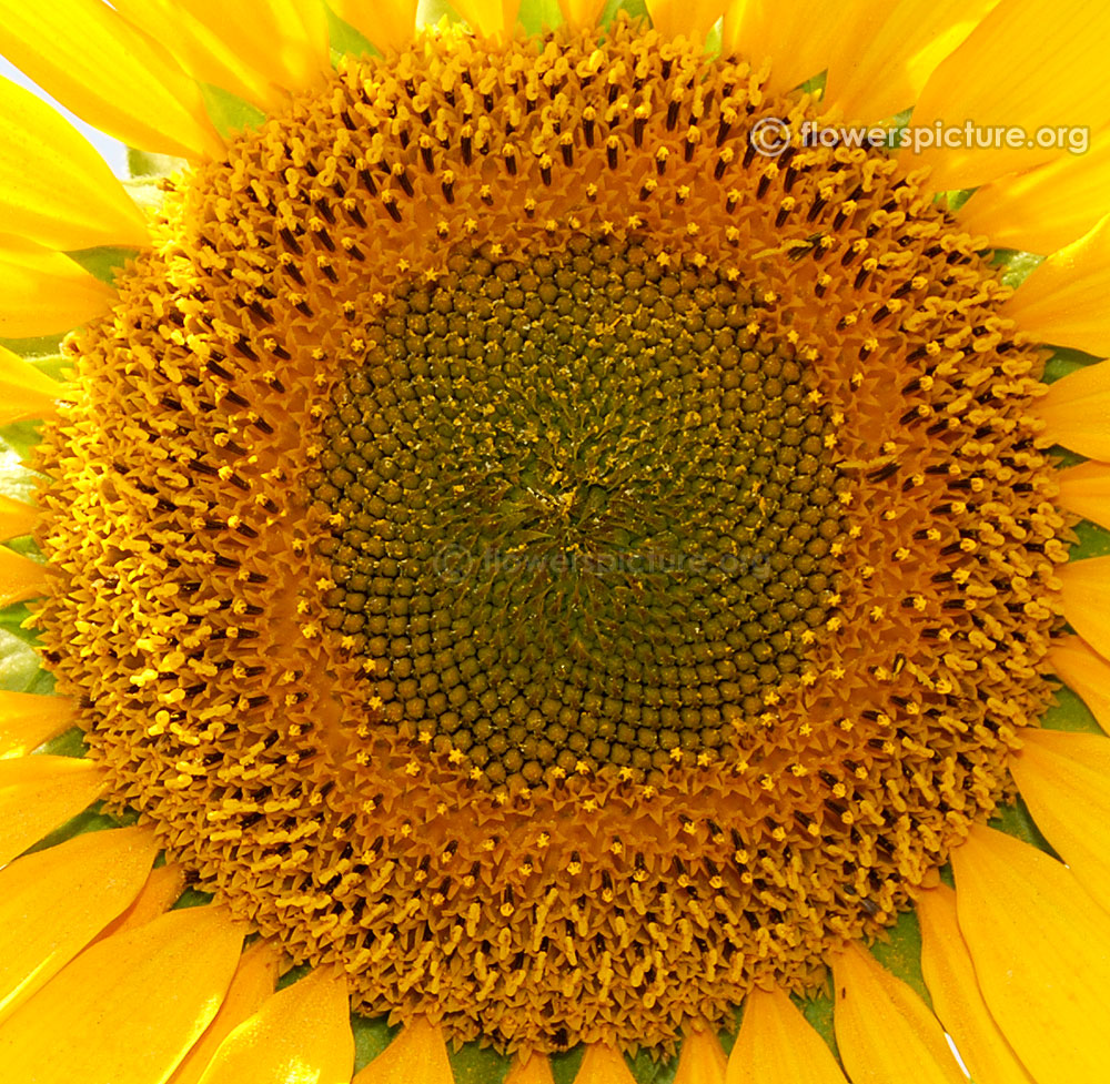 Disk florets of sunflower
