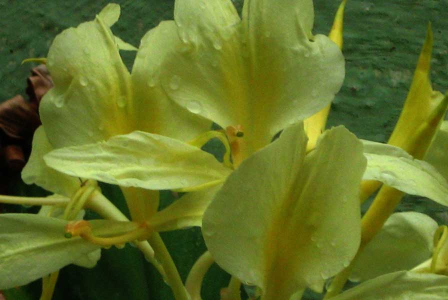 Hedychium