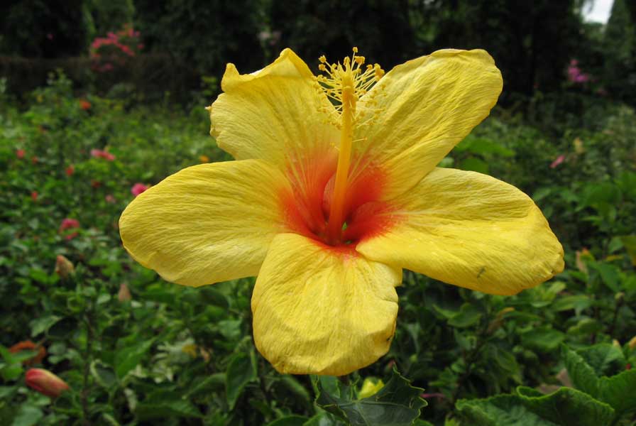 Hibiscus rosa sinensis yellow red