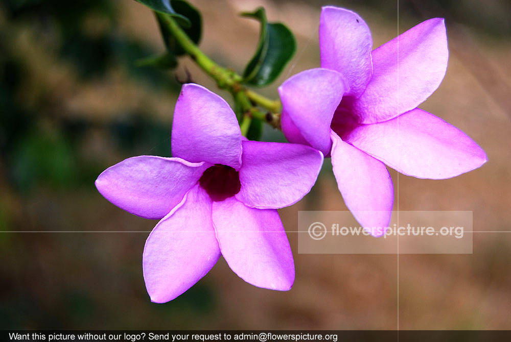 india-rubber-vine-cryptostegia-grandiflora-purple-allamanda