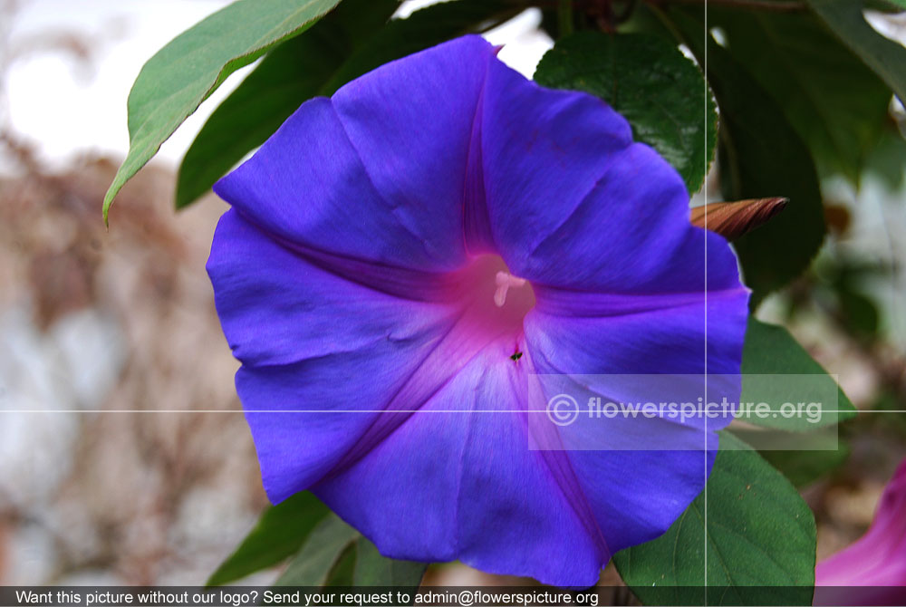 Ipomoea Purpurea blue