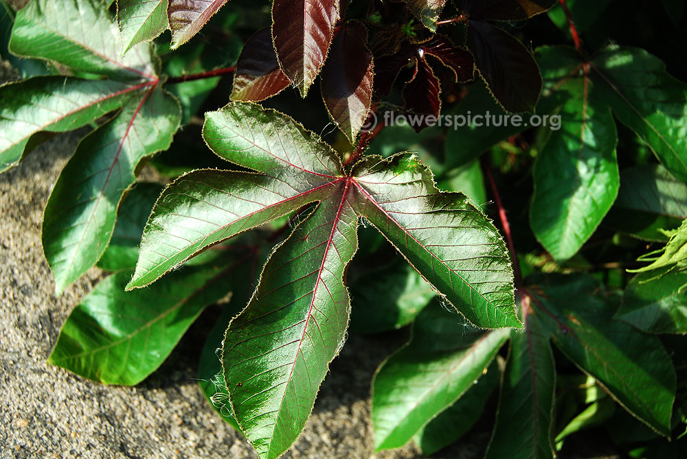 Jatropha gossypiifolia foliage
