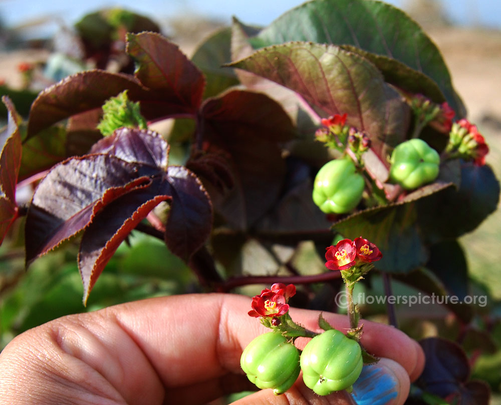 Jatropha gossypiifolia fruits & seeds