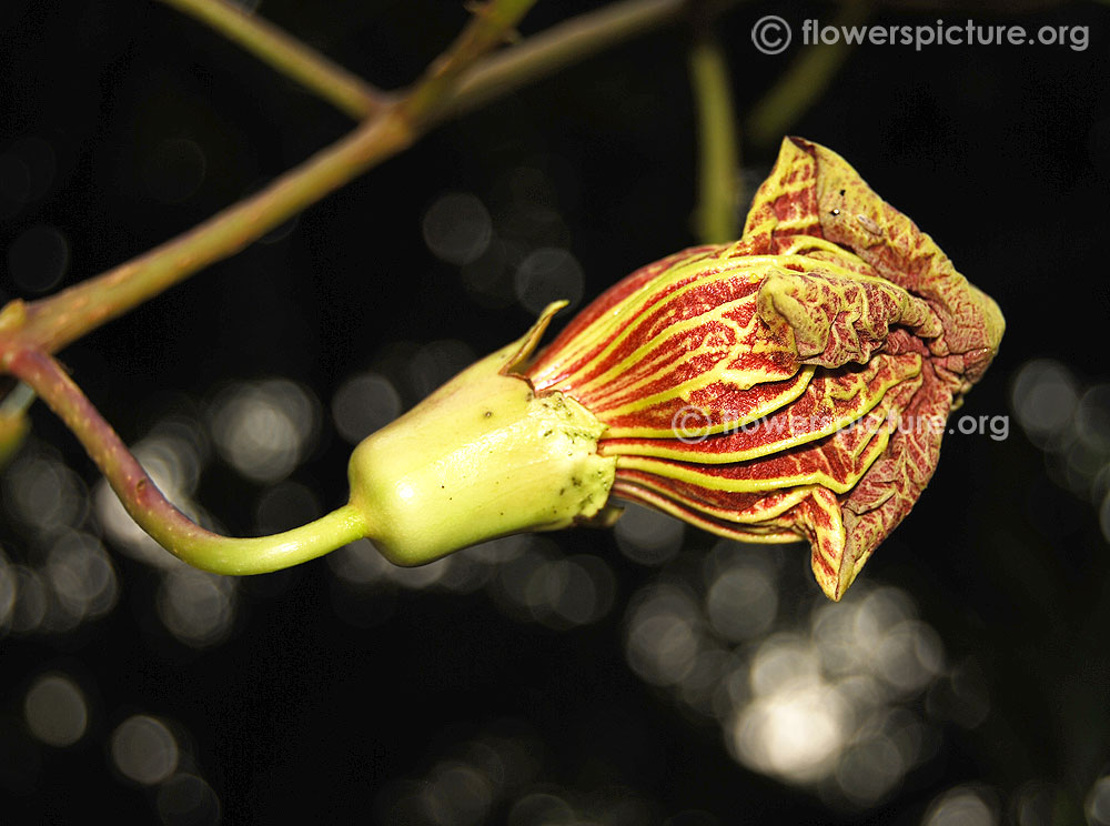 Close up view of kigelia africana flower bud