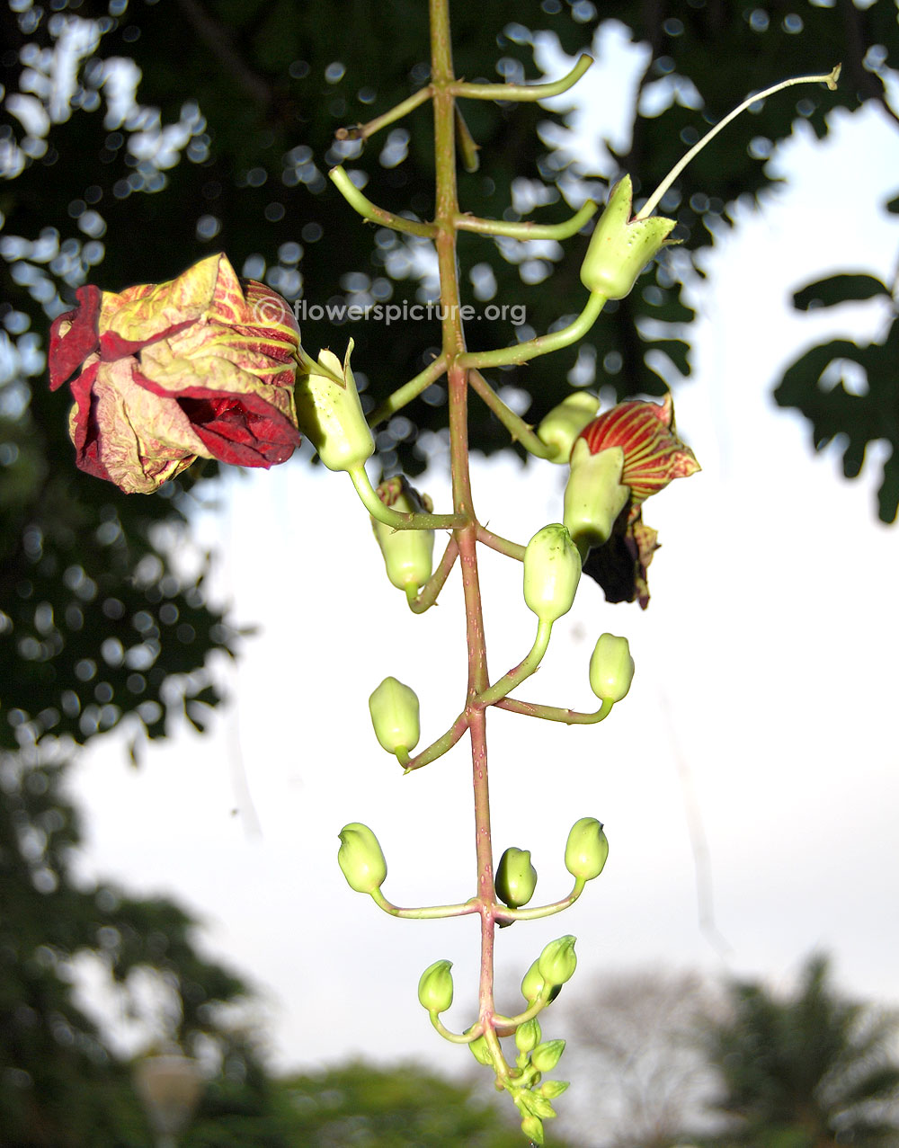 Kigelia africana flower buds