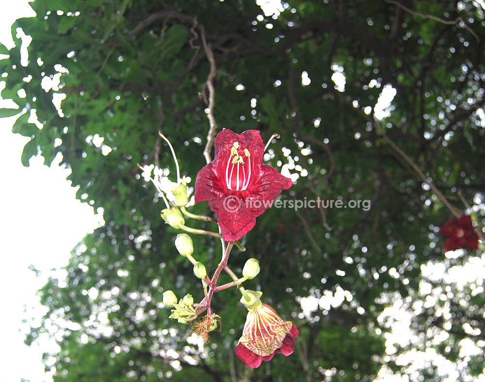 Kigelia africana flower