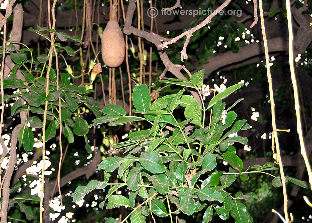 Kigelia africana fruit and leaves