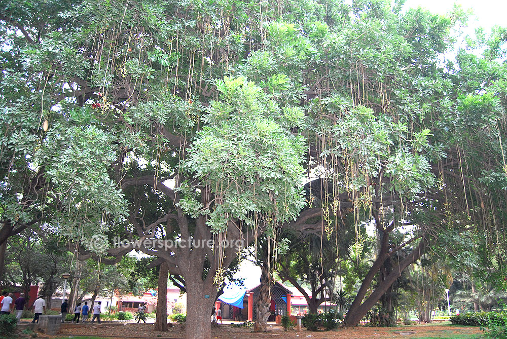 Full View of Kigelia africana - Sausage tree