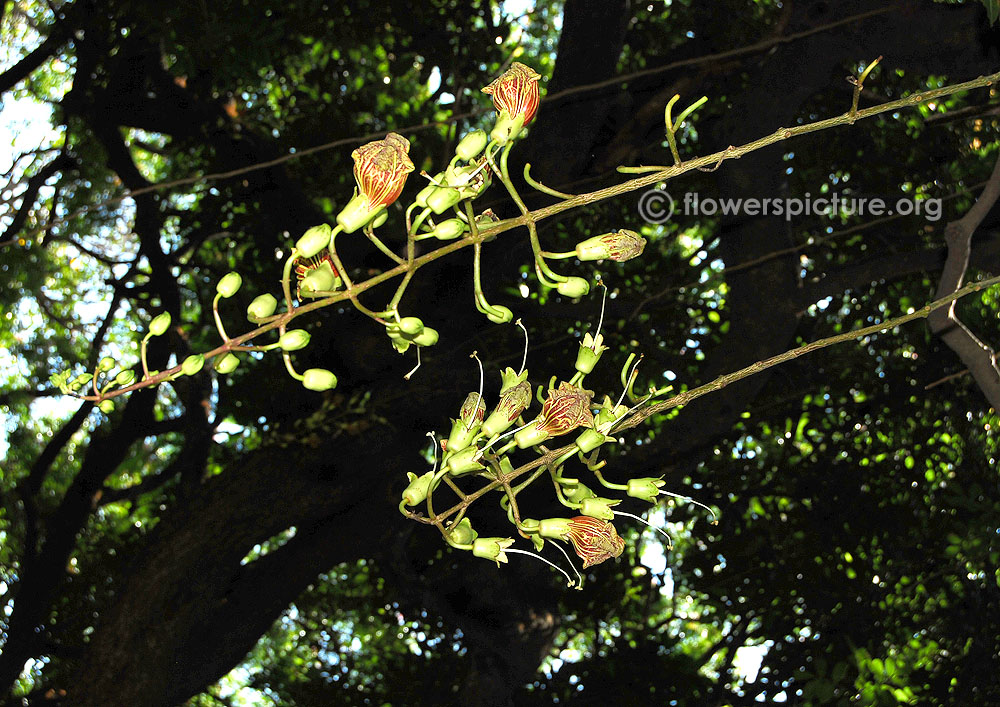 Sausage tree flower spikes