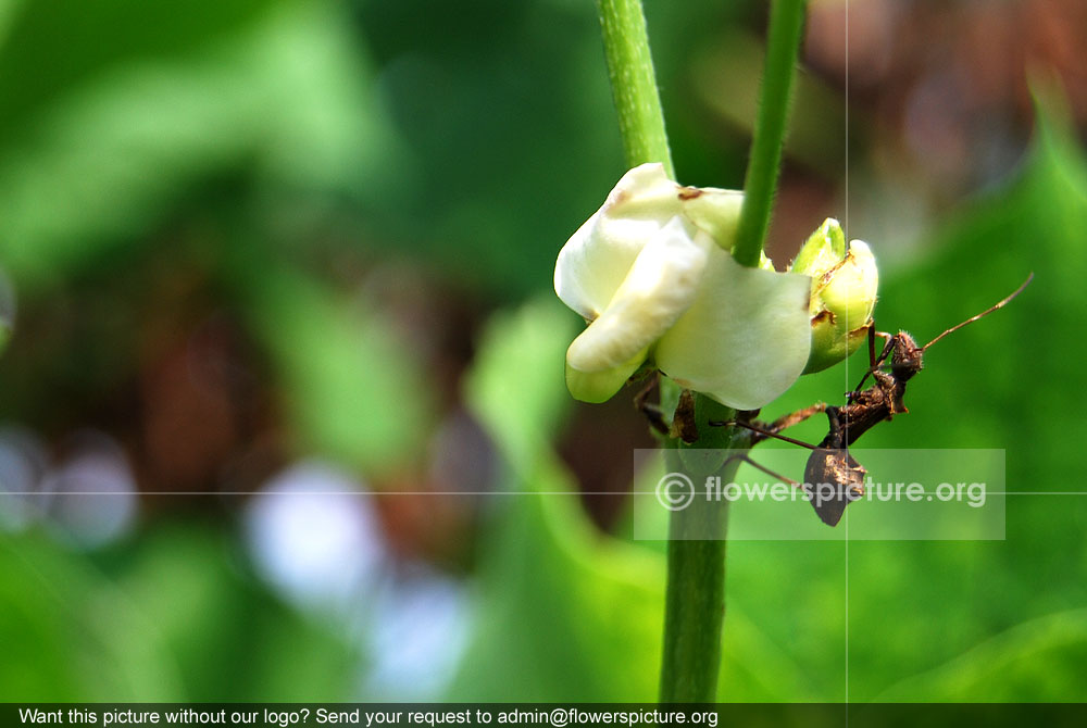 Lablab bean flower with ant, stem
