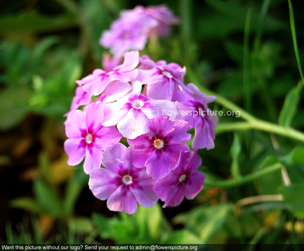 Lavender garden phlox