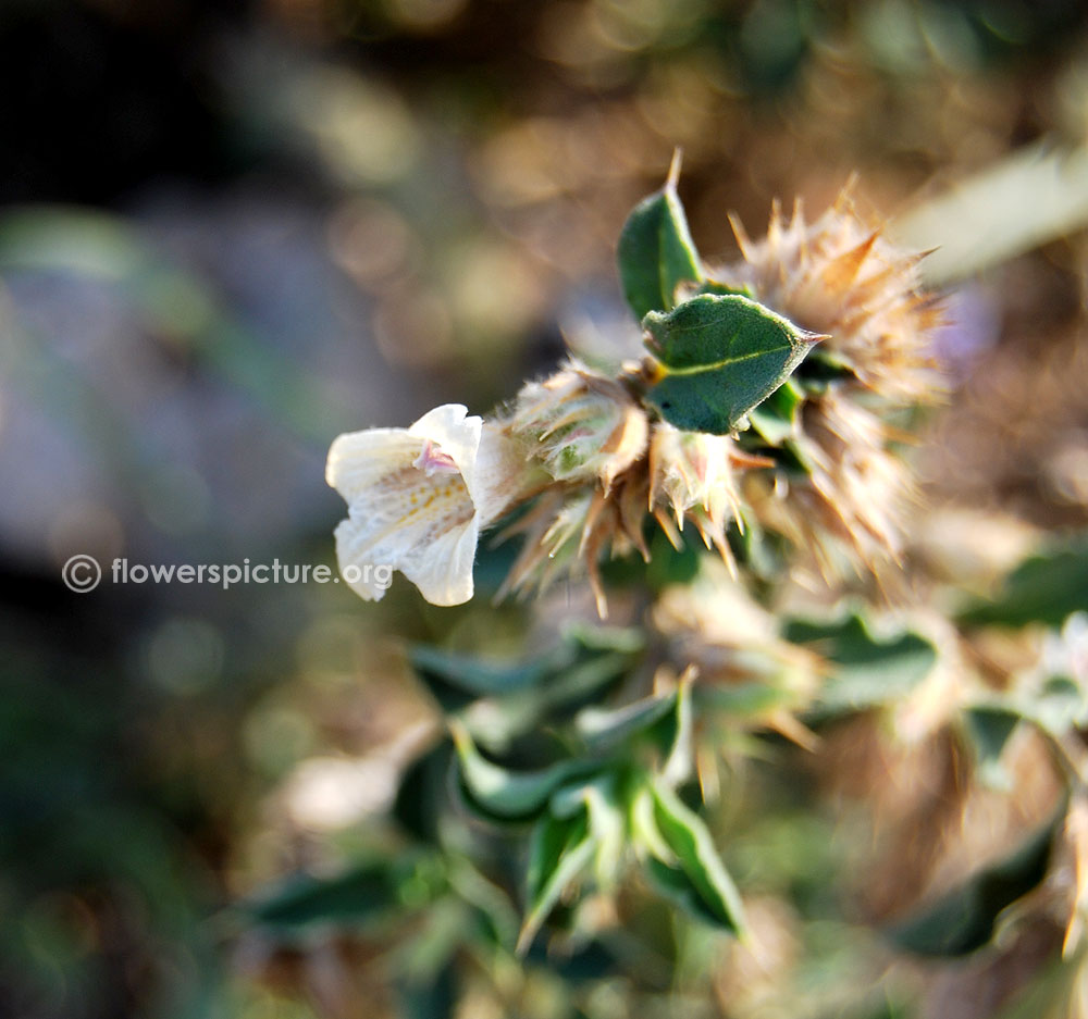 Lepidagathis fasciculata Foliage & Flower