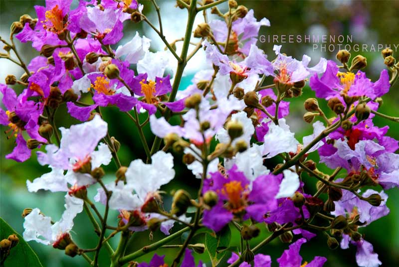 Purple with white crepe myrtle