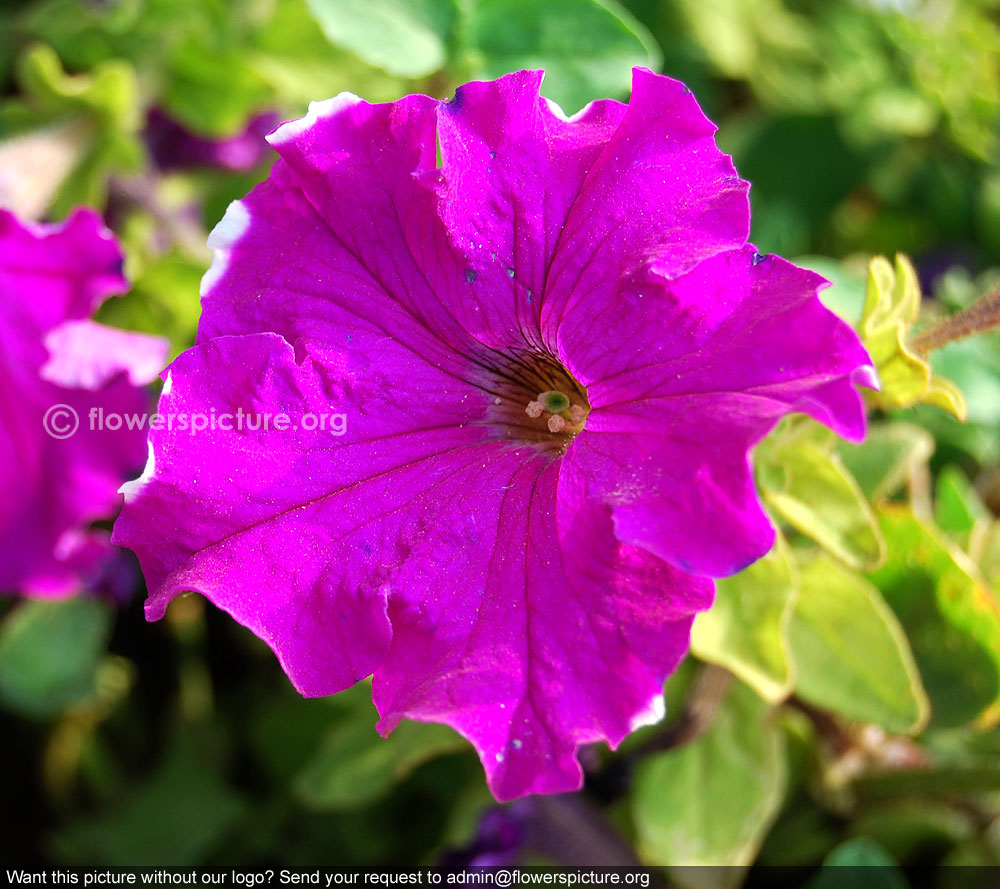 Magenta color petunia