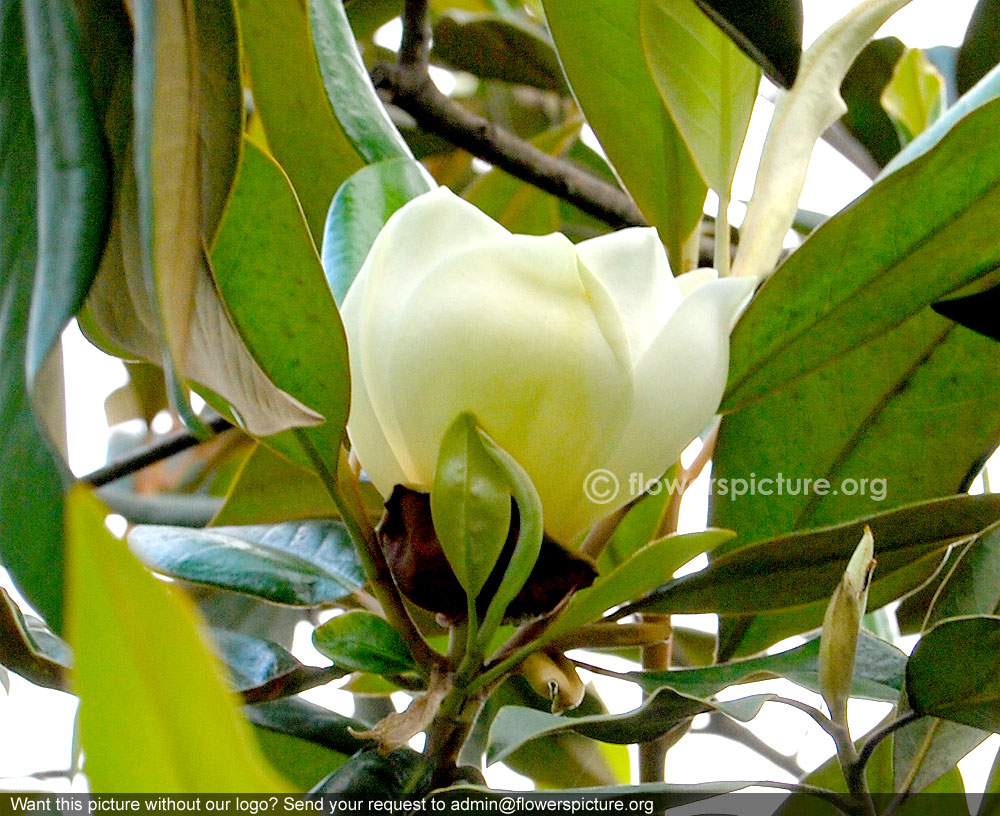 Magnolia grandiflora blooming bud
