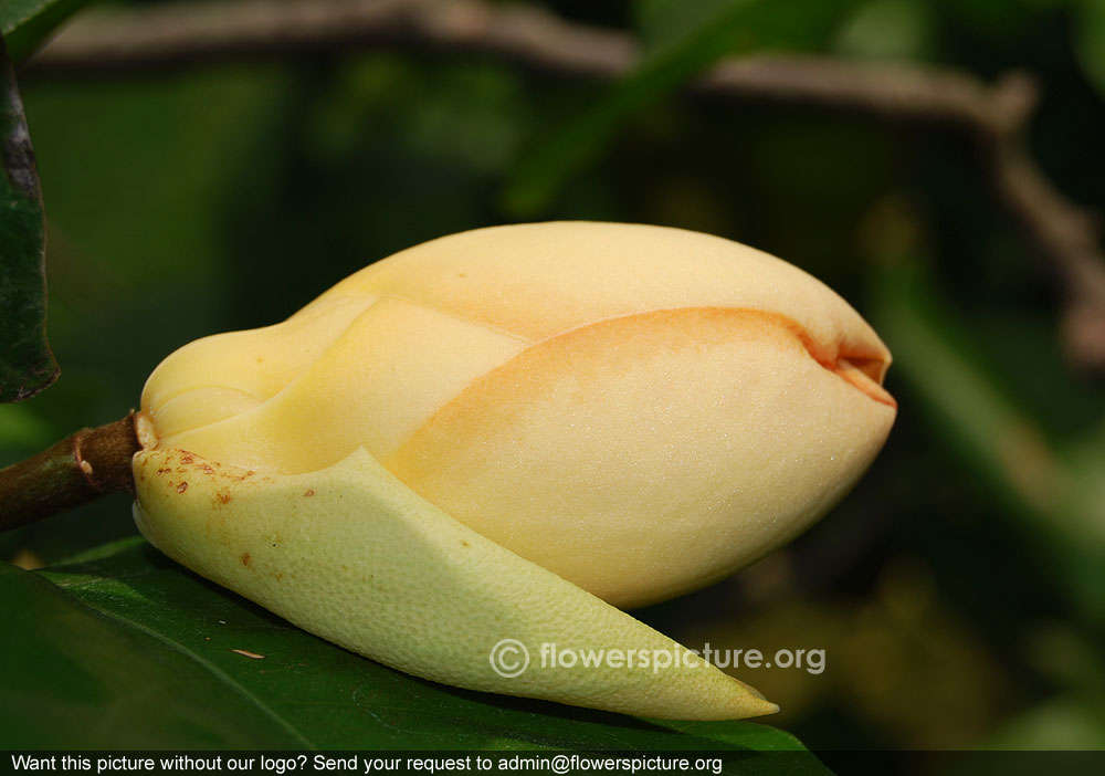 Magnolia liliifera