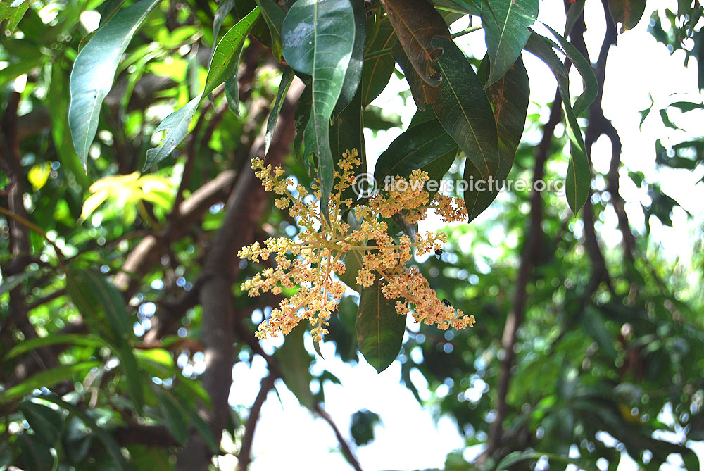 Mangifera indica-foliage & blooms