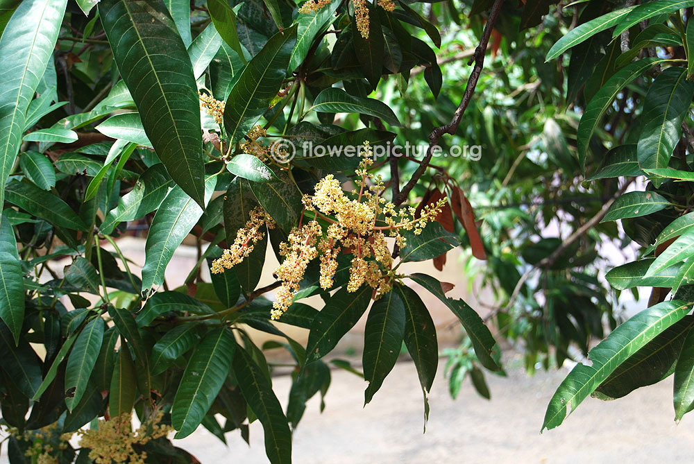 Mango tree leaves with veins