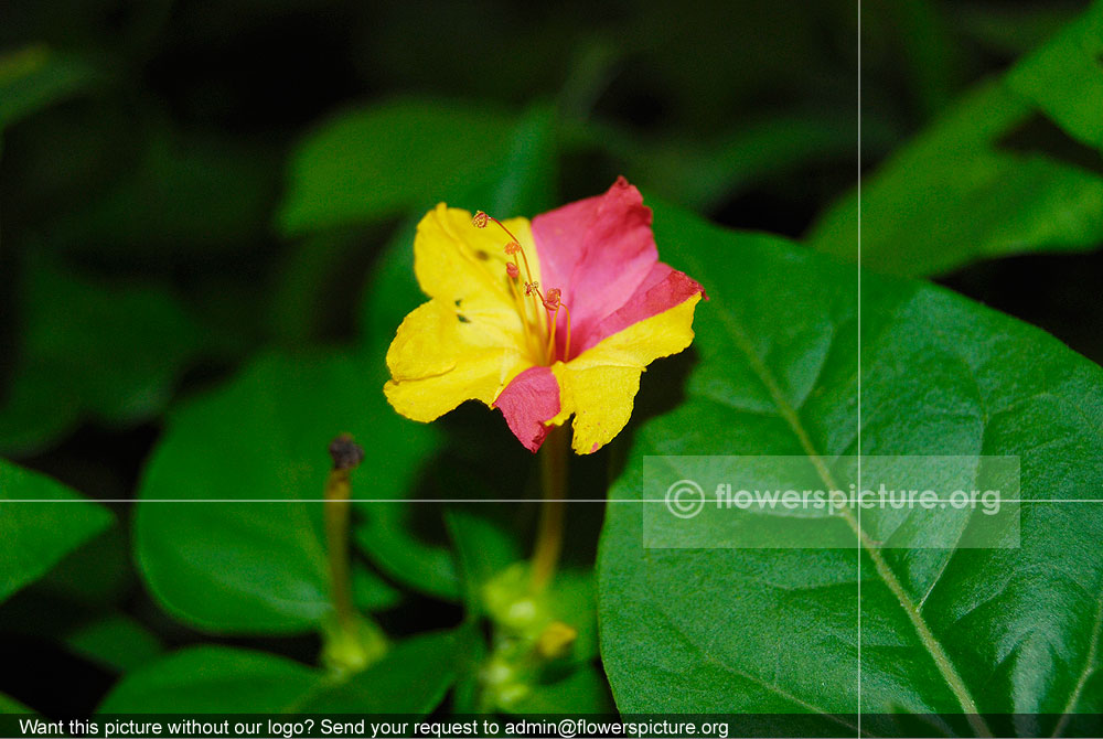 Mirabilis Jalapa Yellow With Red