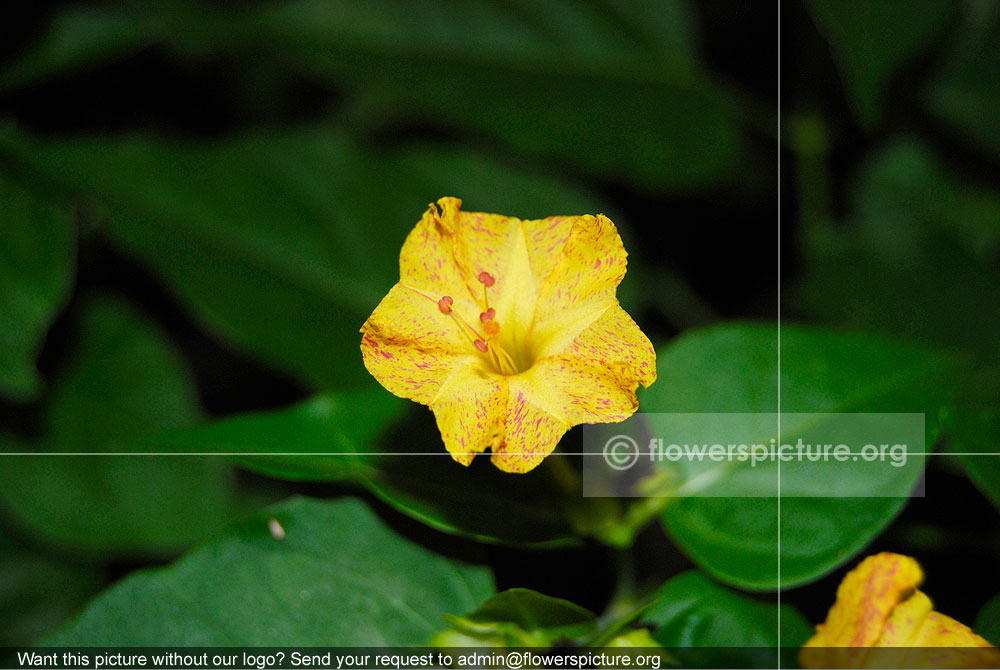 Mirabilis Jalapa Yellow With Red Dots