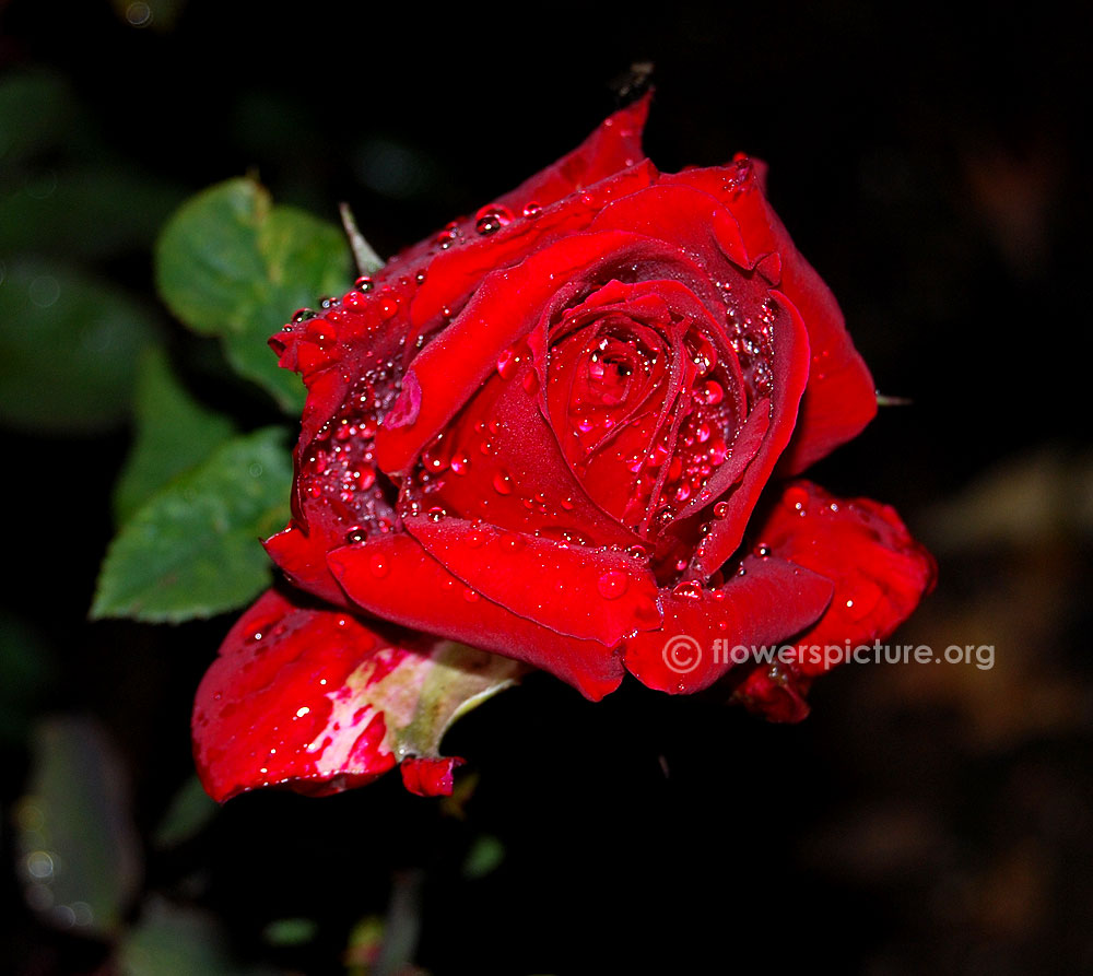 My valentine rose bud