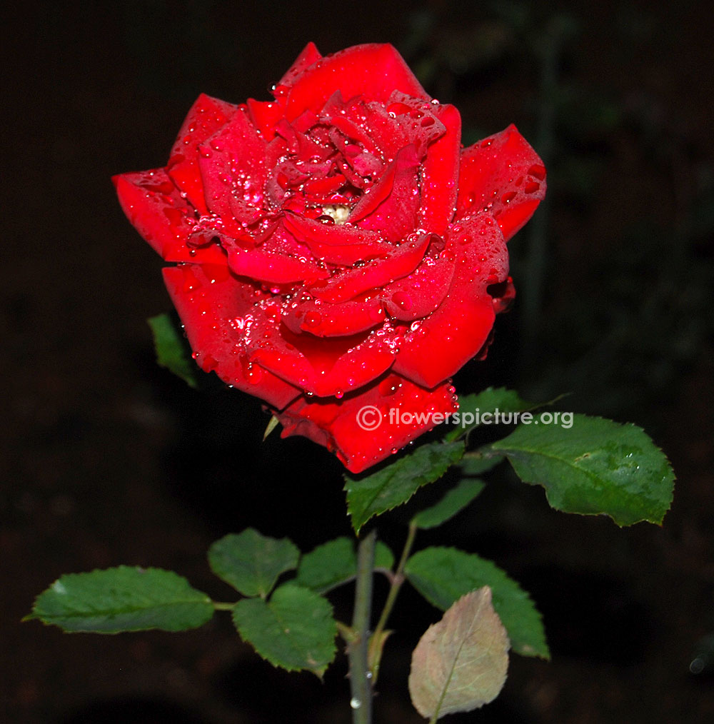 My Valentine Rose