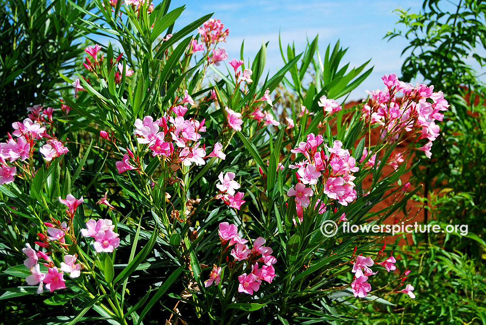 Nerium oleander butterfly garden