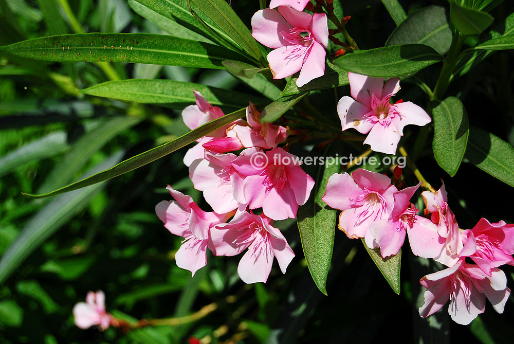 Nerium oleander-Kaner-Single bloom