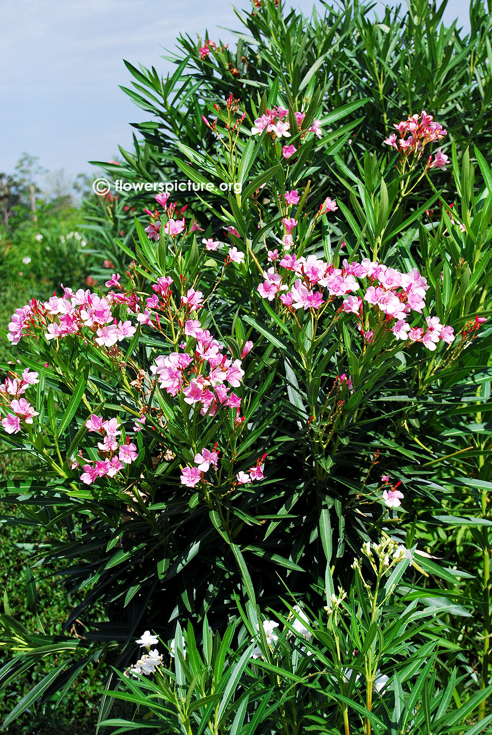 Nerium oleander matured plant